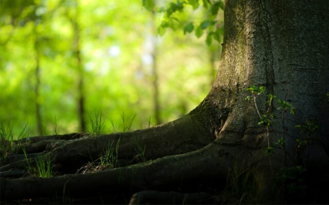 A fa-elem tisztító ereje